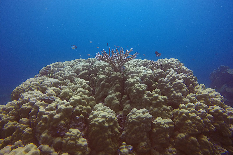 coral-reef-3